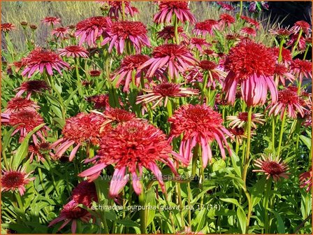 Echinacea purpurea &#039;Guava Ice&#039; | Rode Zonnehoed, Zonnehoed | Roter Sonnenhut