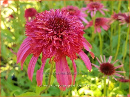 Echinacea purpurea &#039;Guava Ice&#039; | Rode Zonnehoed, Zonnehoed | Roter Sonnenhut