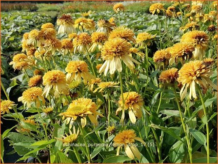 Echinacea purpurea &#039;Lemon Drop&#039; | Rode Zonnehoed, Zonnehoed | Roter Sonnenhut