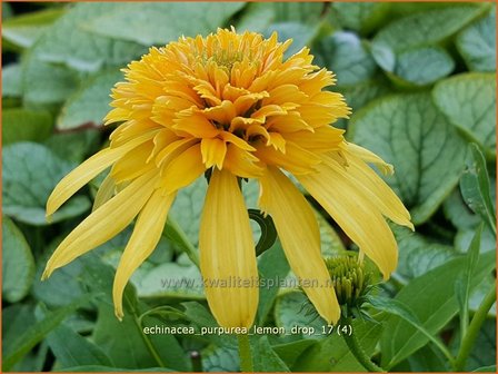 Echinacea purpurea &#039;Lemon Drop&#039; | Rode Zonnehoed, Zonnehoed | Roter Sonnenhut