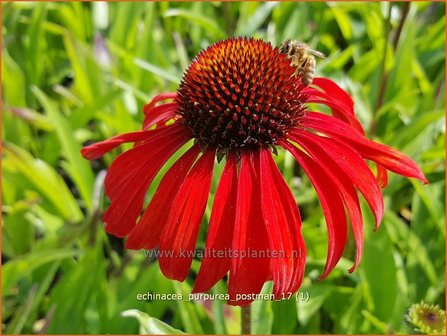 Echinacea purpurea &#039;Postman&#039; | Rode Zonnehoed, Zonnehoed | Roter Sonnenhut