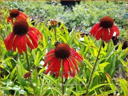 Echinacea purpurea &#039;Postman&#039; | Rode Zonnehoed, Zonnehoed | Roter Sonnenhut