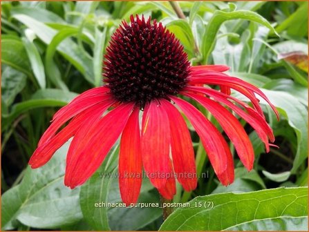 Echinacea purpurea &#039;Postman&#039; | Rode Zonnehoed, Zonnehoed | Roter Sonnenhut