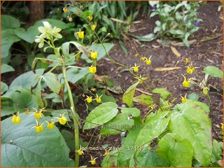 Epimedium davidii | Elfenbloem | Davidians Elfenblume