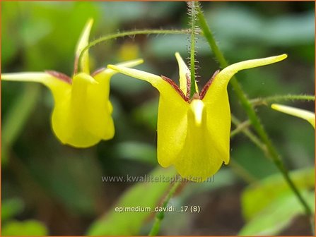 Epimedium davidii | Elfenbloem | Davidians Elfenblume