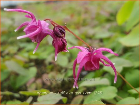 Epimedium grandiflorum &#039;Rose Queen&#039; | Elfenbloem | Gro&szlig;bl&uuml;tige Elfenblume