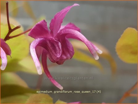Epimedium grandiflorum &#039;Rose Queen&#039; | Elfenbloem | Gro&szlig;bl&uuml;tige Elfenblume