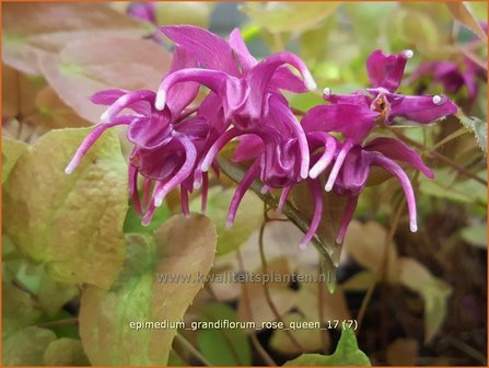Epimedium grandiflorum &#039;Rose Queen&#039; | Elfenbloem | Gro&szlig;bl&uuml;tige Elfenblume