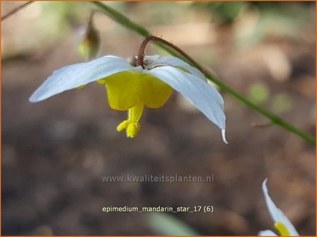 Epimedium &#039;Mandarin Star&#039; | Elfenbloem | Elfenblume