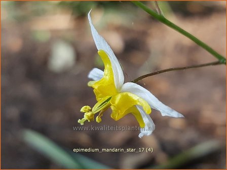 Epimedium &#039;Mandarin Star&#039; | Elfenbloem | Elfenblume