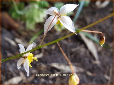 Epimedium &#039;Mandarin Star&#039; | Elfenbloem | Elfenblume