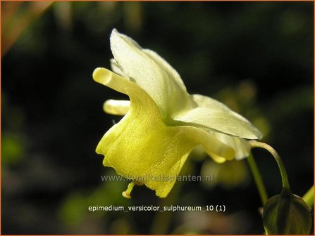 Epimedium versicolor &#039;Sulphureum&#039; | Elfenbloem | Schwefelfarbige Elfenblume