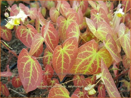 Epimedium versicolor &#039;Sulphureum&#039; | Elfenbloem | Schwefelfarbige Elfenblume