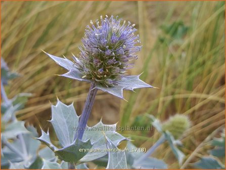 Eryngium maritimum | Blauwe zeedistel, Zeedistel, Kruisdistel | Strand-Mannstreu