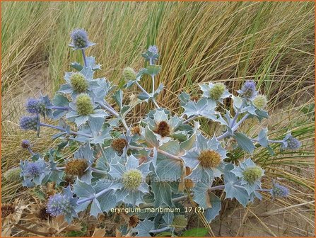 Eryngium maritimum | Blauwe zeedistel, Zeedistel, Kruisdistel | Strand-Mannstreu