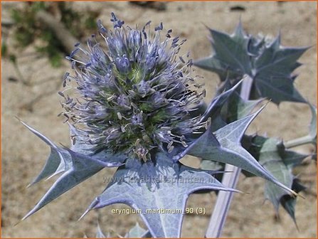 Eryngium maritimum | Blauwe zeedistel, Zeedistel, Kruisdistel | Strand-Mannstreu