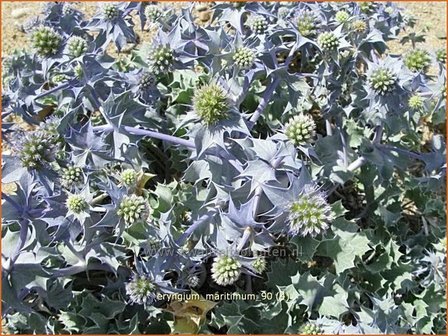 Eryngium maritimum | Blauwe zeedistel, Zeedistel, Kruisdistel | Strand-Mannstreu