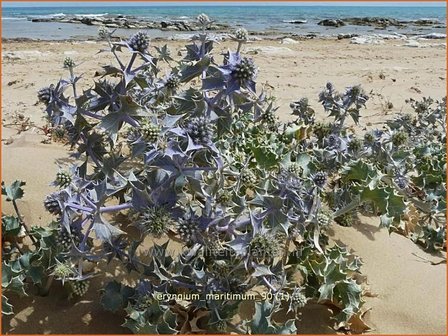 Eryngium maritimum | Blauwe zeedistel, Zeedistel, Kruisdistel | Strand-Mannstreu