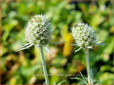 Eryngium planum &#039;Magical Silver&#039; | Blauwe distel, Kruisdistel | Flachbl&auml;ttriger Mannstreu