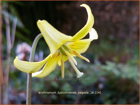 Erythronium &#039;Pagoda&#039; | Hondstand | Stern-Hundszahn