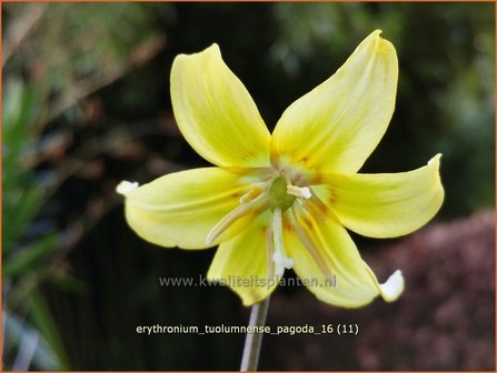 Erythronium &#039;Pagoda&#039; | Hondstand | Stern-Hundszahn