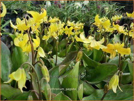 Erythronium &#039;Pagoda&#039; | Hondstand | Stern-Hundszahn