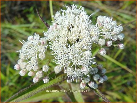 Eupatorium perfoliatum | Doorgroeid leverkruid, Waterhennep, Leverkruid | Durchwachsenbl&auml;ttriger Wasserdost