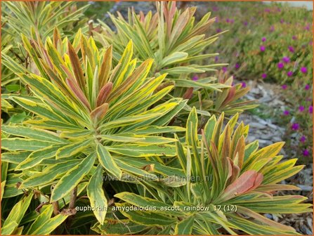 Euphorbia amygdaloides 'Ascott Rainbow' | Amandelwolfsmelk, Wolfsmelk | Mandelblättrige Wolfsmilch