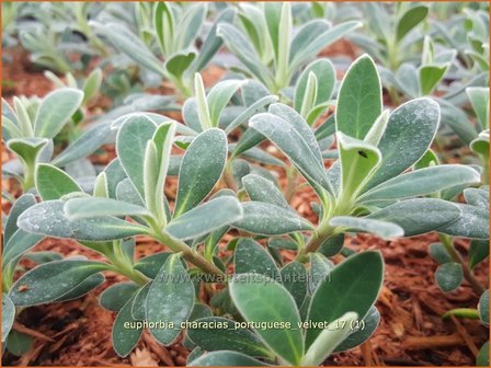 Euphorbia characias &#039;Portuguese Velvet&#039; | Wolfsmelk | Palisaden-Wolfsmilch