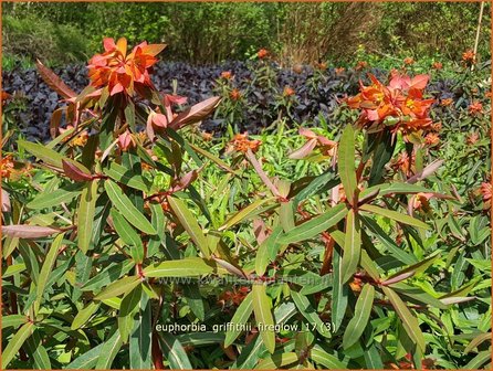Euphorbia griffithii &#039;Fireglow&#039; | Wolfsmelk | Griffiths Wolfsmilch