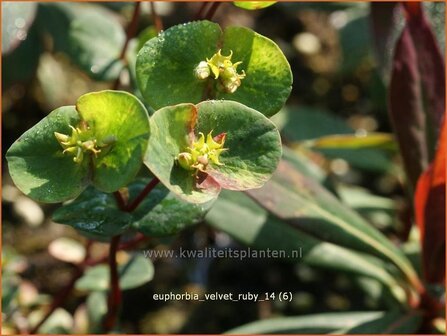 Euphorbia 'Velvet Ruby' | Wolfsmelk | Wolfsmilch