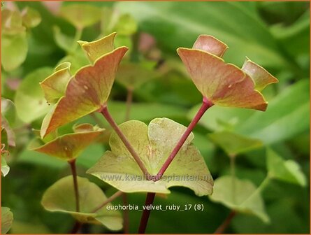 Euphorbia &#039;Velvet Ruby&#039; | Wolfsmelk | Wolfsmilch