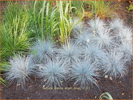 Festuca glauca &#039;Elijah Blue&#039; | Blauw schapengras, Zwenkgras, Schapengras | Blauschwingel