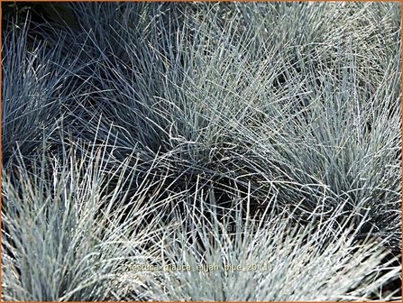 Festuca glauca &#039;Elijah Blue&#039; | Hard zwenkgras, Blauw schapengras