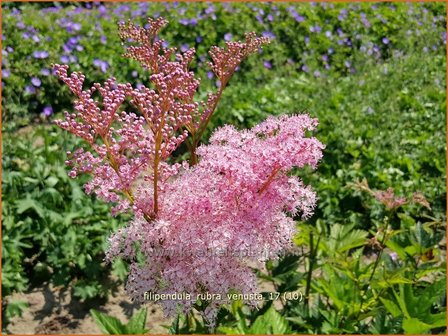 Filipendula rubra &#039;Venusta&#039; | Moerasspirea, Spirea | Pr&auml;rie-M&auml;des&uuml;&szlig;