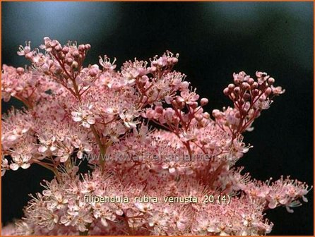 Filipendula rubra &#039;Venusta&#039; | Moerasspirea, Spirea | Pr&auml;rie-M&auml;des&uuml;&szlig;