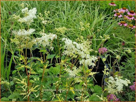 Filipendula ulmaria &#039;Variegata&#039; | Moerasspirea, Spirea | Sumpf-M&auml;des&uuml;&szlig;