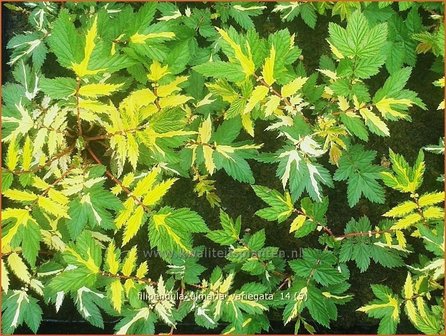 Filipendula ulmaria &#039;Variegata&#039; | Moerasspirea, Spirea | Sumpf-M&auml;des&uuml;&szlig;