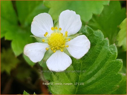 Fragaria vesca &#039;R&uuml;gen&#039; | Bosaardbei, Aardbei | Walderdbeere