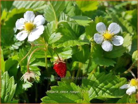 Fragaria vesca &#039;R&uuml;gen&#039; | Bosaardbei, Aardbei | Walderdbeere