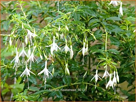 Fuchsia 'Hawkshead' | Bellenplant, Tuinfuchsia, Fuchsia | Fuchsie