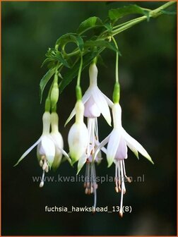 Fuchsia 'Hawkshead' | Bellenplant, Tuinfuchsia, Fuchsia | Fuchsie