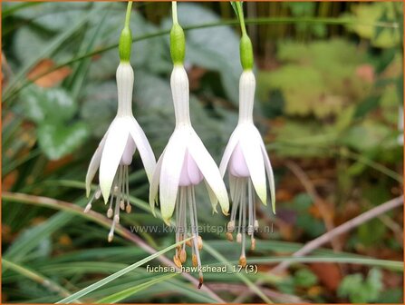 Fuchsia 'Hawkshead' | Bellenplant, Tuinfuchsia, Fuchsia | Fuchsie