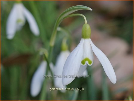 Galanthus nivalis | Gewoon sneeuwklokje, Sneeuwklokje | Kleines Schneeglöckchen