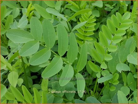 Galega officinalis | Geitenruit | Echte Gei&szlig;raute