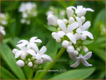 Galium odoratum | Lievevrouwebedstro, Walstro | Echter Waldmeister