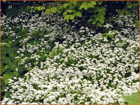 Galium odoratum | Lievevrouwebedstro, Walstro | Echter Waldmeister