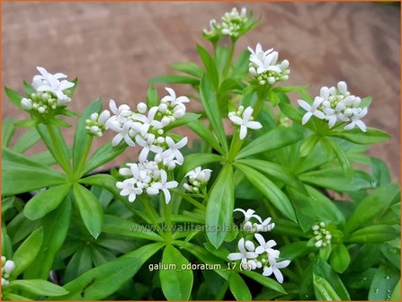 Galium odoratum | Lievevrouwebedstro, Walstro | Echter Waldmeister