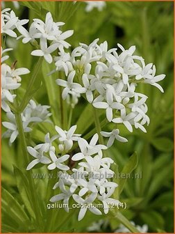 Galium odoratum | Lievevrouwebedstro, Walstro | Echter Waldmeister