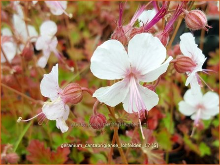 Geranium cantabrigiense &#039;Lohfelden&#039; | Ooievaarsbek, Tuingeranium | Cambridge-Storchschnabel